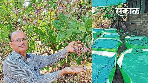 success story farmer mohan mahadik  mandangad kokan agriculture  marathi news