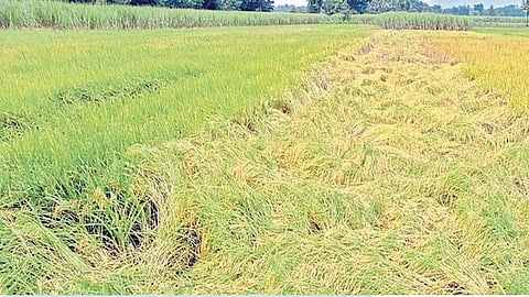 पावसामुळे खरिपात नुकसान, रब्बीला जीवदान