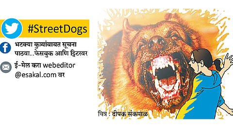 street dogs issue in pune