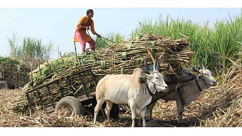 Why Did This Village Become Dew 