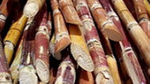 sugarcane