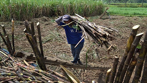 ऊसतोड मजुरांचे थांबले व्यवहार ; गळितासाठी कारखान्यांना उसाचा प्रश्न गंभीर 