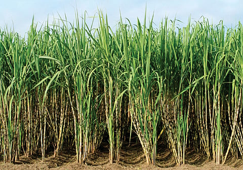 sugarcane