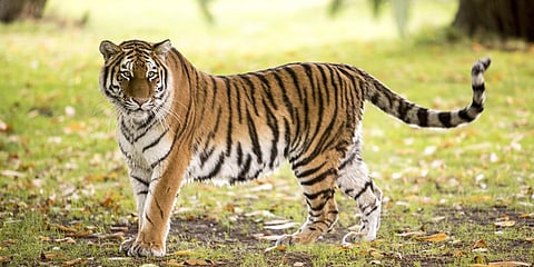 Terror of tigers in Thadipavani area
