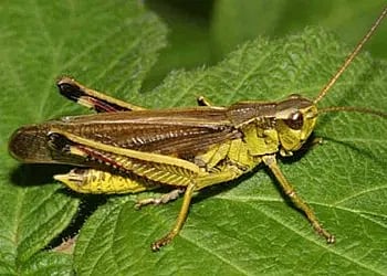 karnataka agriculture department awareness campaign for farmer