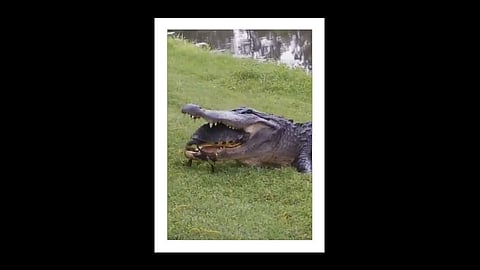 tortoise again win mouth of the crocodile video viral