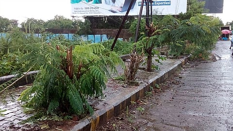 पिंपरी-चिंचवड शहरात होर्डिंगसाठी झाडांचा बळी 