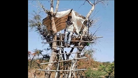 coronavirus migrant labourer completes quarantine on a tree at rajasthan