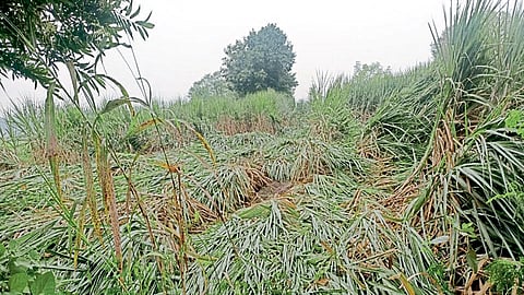 उंब्रजला अवकाळीचा जोरदार तडाखा, ऊसतोडी रखडल्या