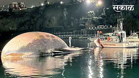 whale-fish