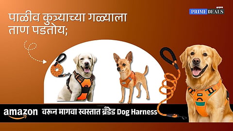 buy dog harness online