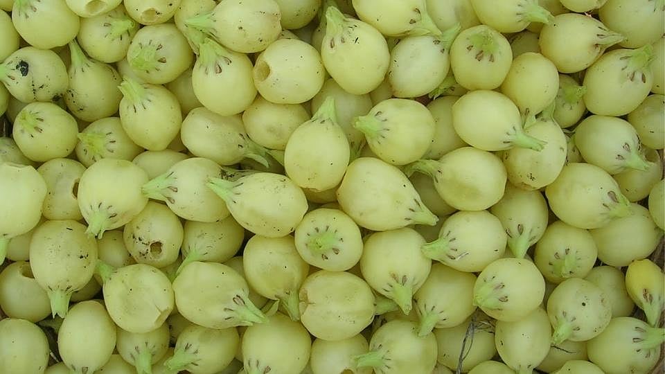 मोहफुलाचा दारुसाठीच नाही, तर औषधासाठी देखील वापर होतो; जाणून घ्या 'मोहफुल'  काय आहे?