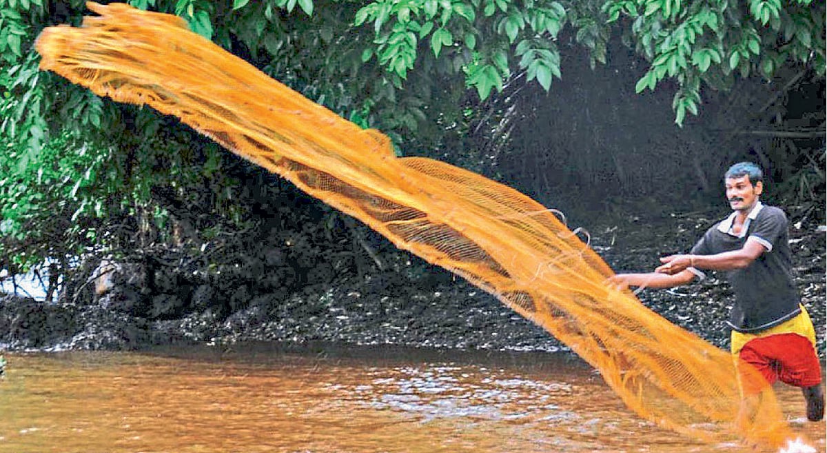 ‘तारली’ने तारले होतेय इतिहासजमा
