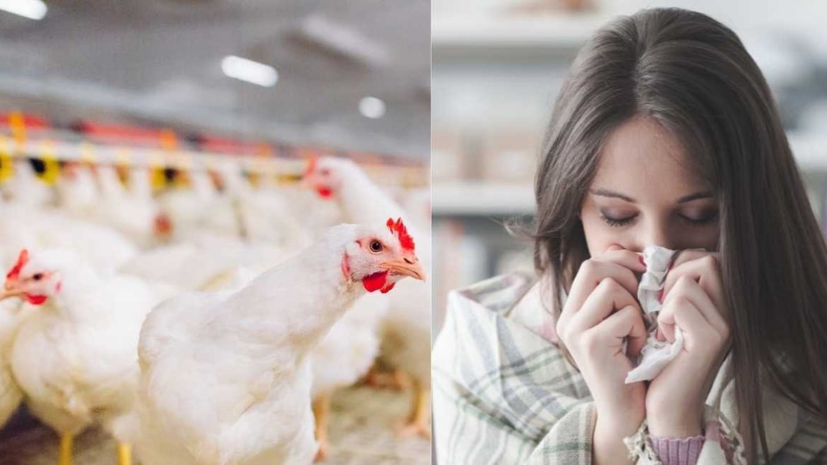 Bird Flu Kerala कोरोनानंतर बर्ड फ्लूचा कहर; 6000 हून अधिक पक्ष्यांचा