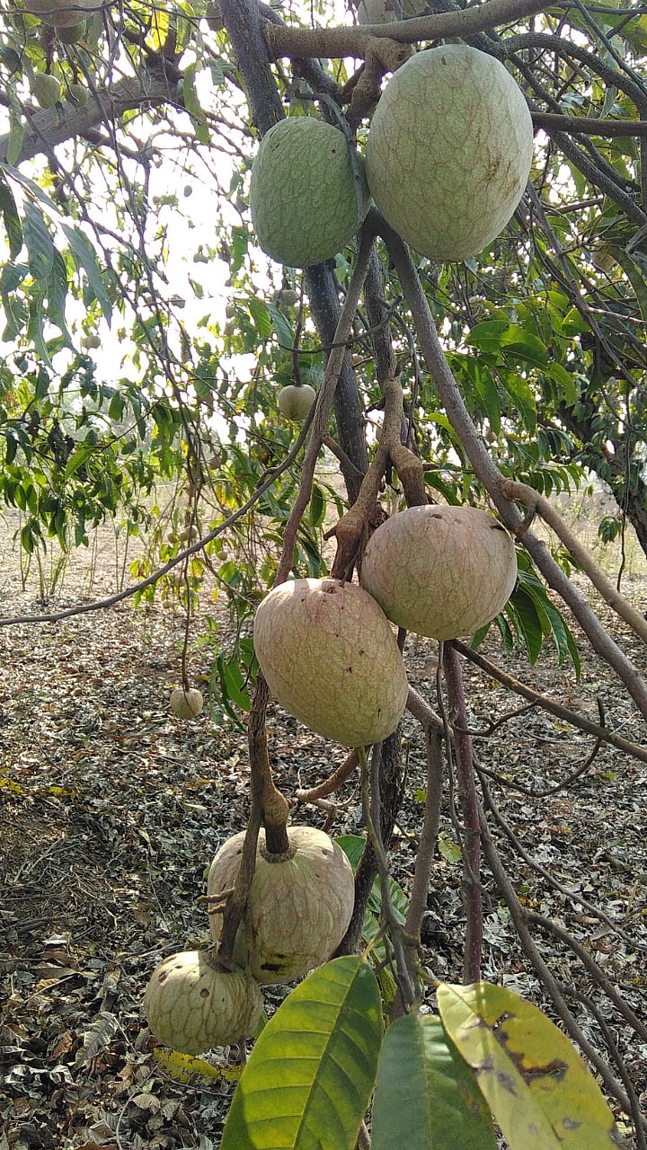 Ramphal Benefits: थंडीत रामफळ खाण्याचे आरोग्यदायी फायदे...!