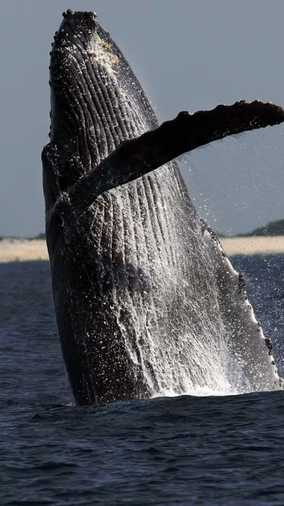 Wavwal Fish Whale Fish : व्हेल माशाच्या उलटीला कोट्यवधींची किंमत का? जाणून घ्या..