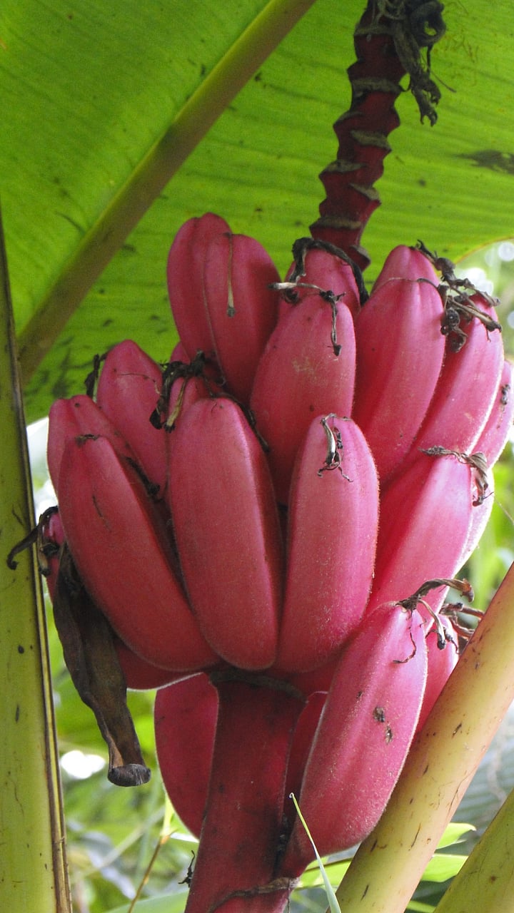 Red Banana Health Benefits लाल केळ खाण्याचे फायदे...
