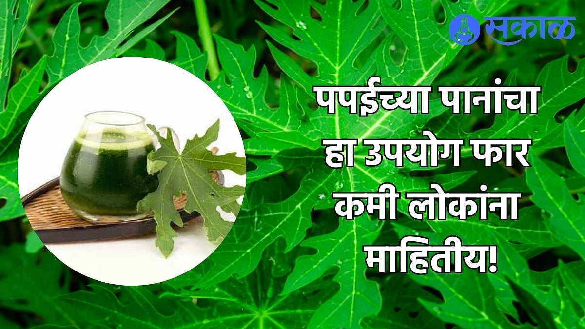 Papaya Leaf For Constipation जोर देऊनही पोट साफ होईना? पपईच्या