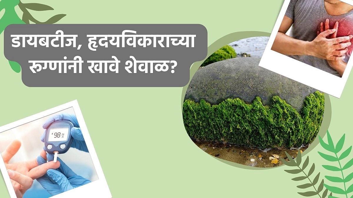 Spirulina Benefits डायबिटीज, हृदयविकाराच्या रूग्णांनी खावे शेवाळ