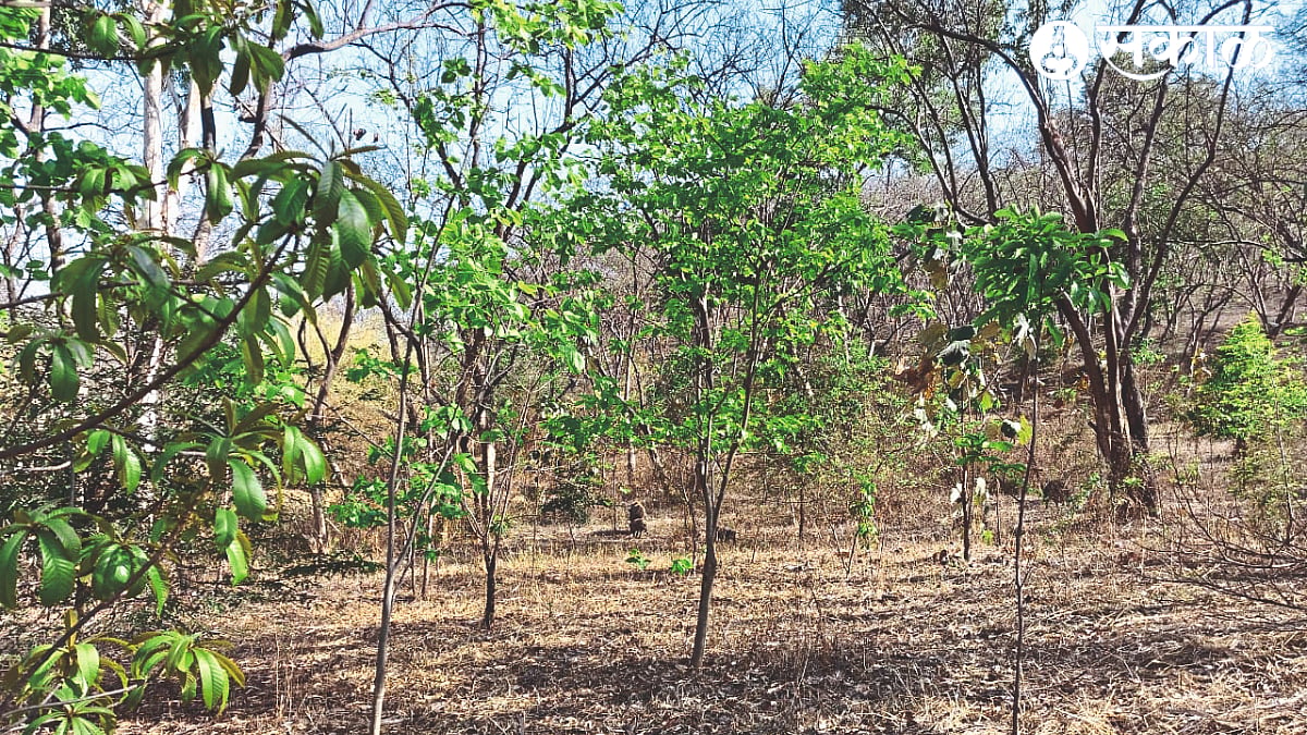 Tree Plantation : नाशिकच्या ‘देवराई’त 8 वर्षात जैवविविधता! 11 हजार रोप ...