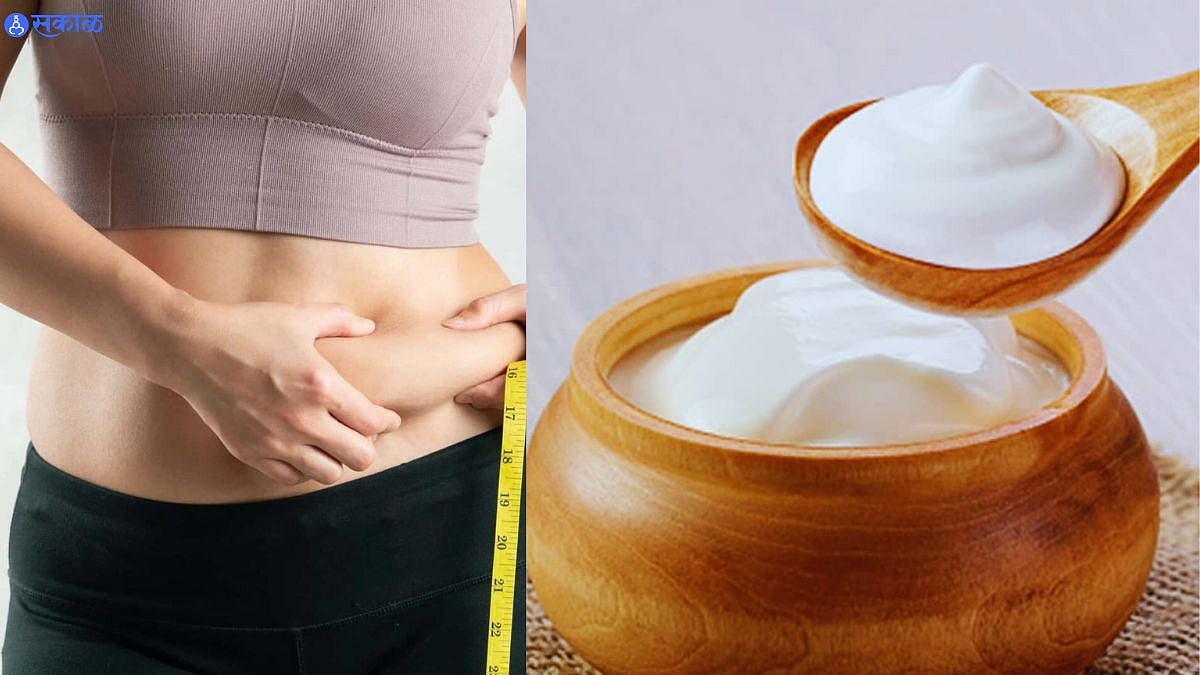 Curd Benefits वजन कमी करण्यासाठी रोज संध्याकाळी दही खायला सुरुवात करा
