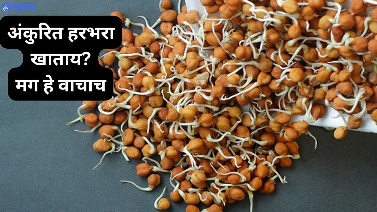 Sprouts Eating Rules : अंकुरलेले हरभरे खाल्ल्यानंतर या गोष्टी खाणे टाळा ...