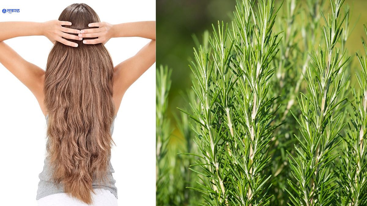 Hair Growth Tips गुडघ्यापर्यंत लांबसडक केस हवे आहेत? तर या पानांच्या