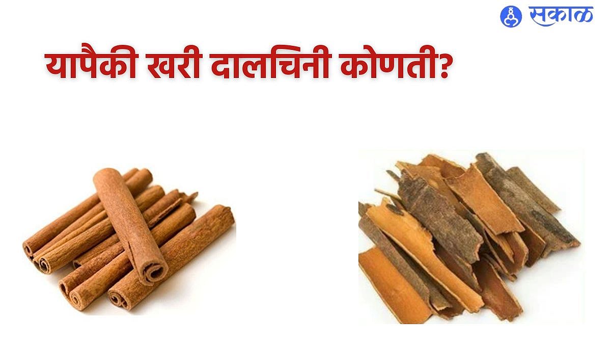 Original and Fake Cinnamon : काय! दालचिनी म्हणून तुम्हाला विकली जातेय ...