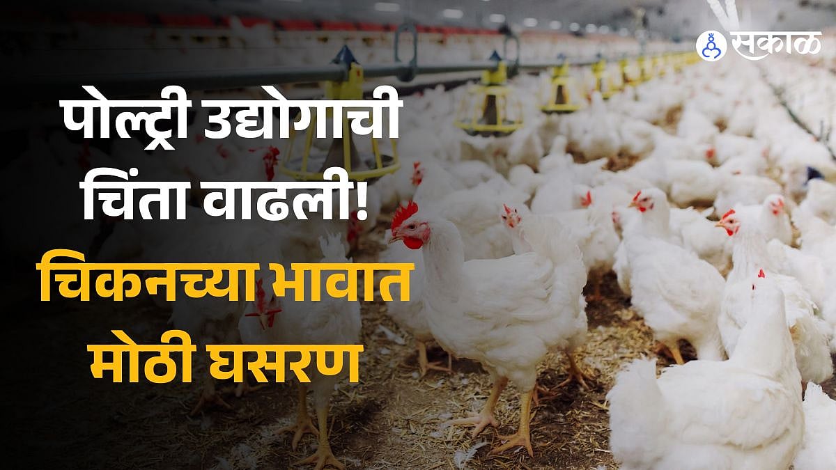 Chicken Prices पोल्ट्री उद्योगाची चिंता वाढली! चिकनच्या भावात मोठी