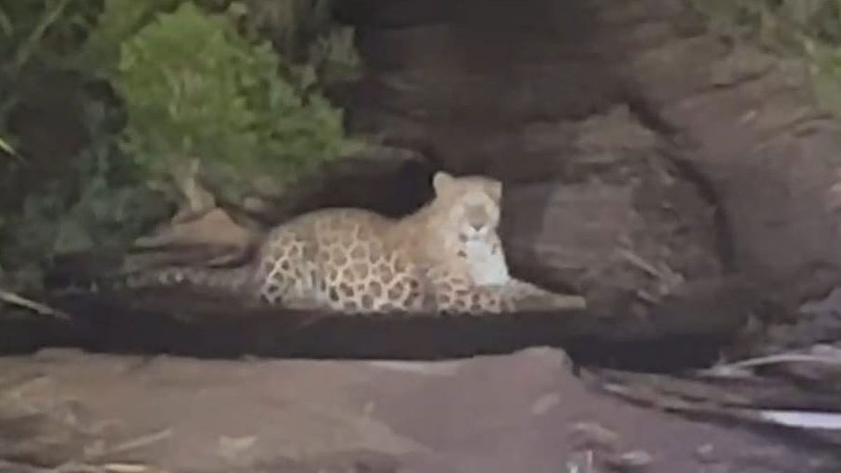 Leopard : कोलवडी-मांजरी खुर्द परिसरात बिबट्याच्या वावराने घबराट leopard ...