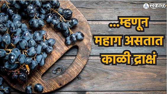 Black Grapes Benefits म्हणून महाग असतात काळी द्राक्षं, फायदे वाचाल