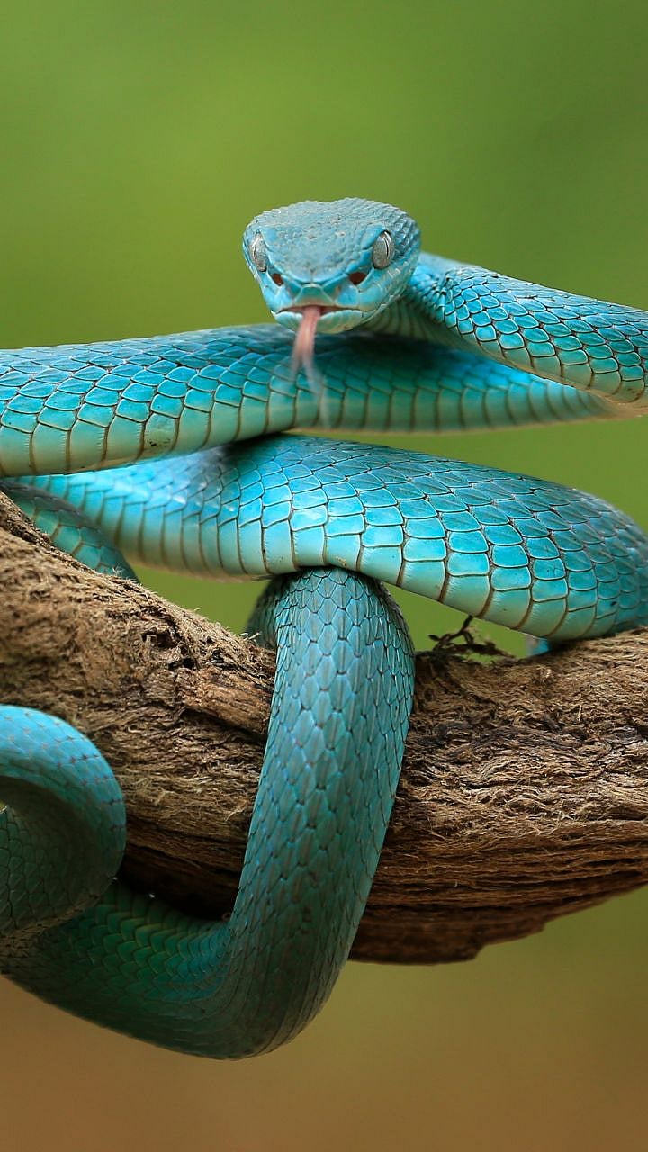 सर्वांना घाबरवणाऱ्या सापांना कशाची भीती वाटते? | what are snakes afraid ...