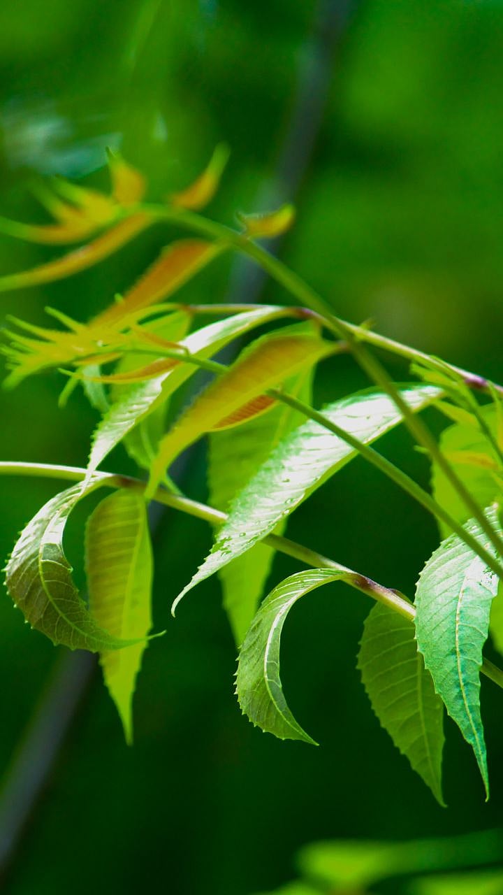 Neem Benefits : आरोग्यासाठी फायदेशीर आहे कडुलिंब, जाणून घ्या फायदे ...
