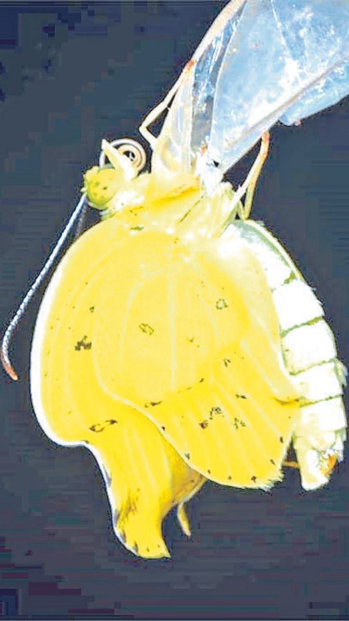 Pilati Butterfly : छान किती दिसते फुलपाखरू! छोट्याशा अळीपासून कसे तयार ...