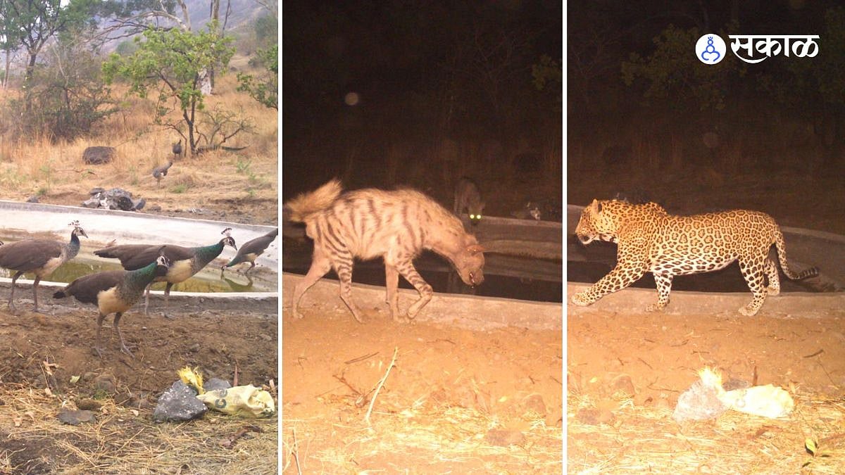 Otur Forest Range : ओतूर वनपरिक्षेत्रात पुन्हा बिबट्याचं दर्शन; तरस ...