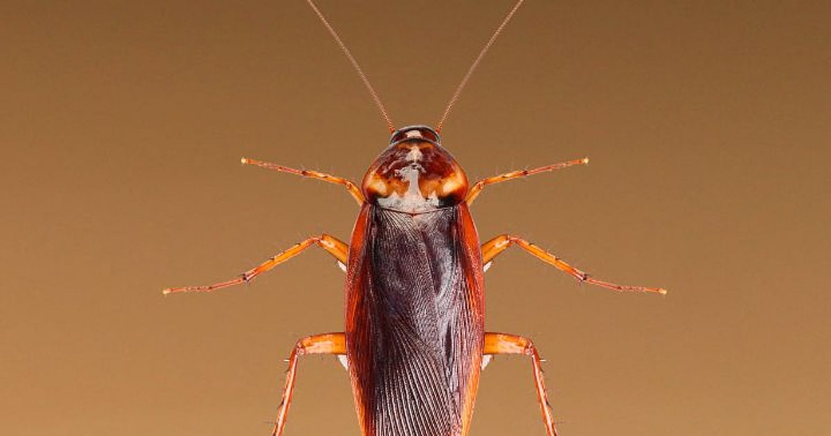 Cockroach Bottom हा देश करतो झुरळांचं पालन; या कारणांसाठी केला जातो वापर |most weird ...