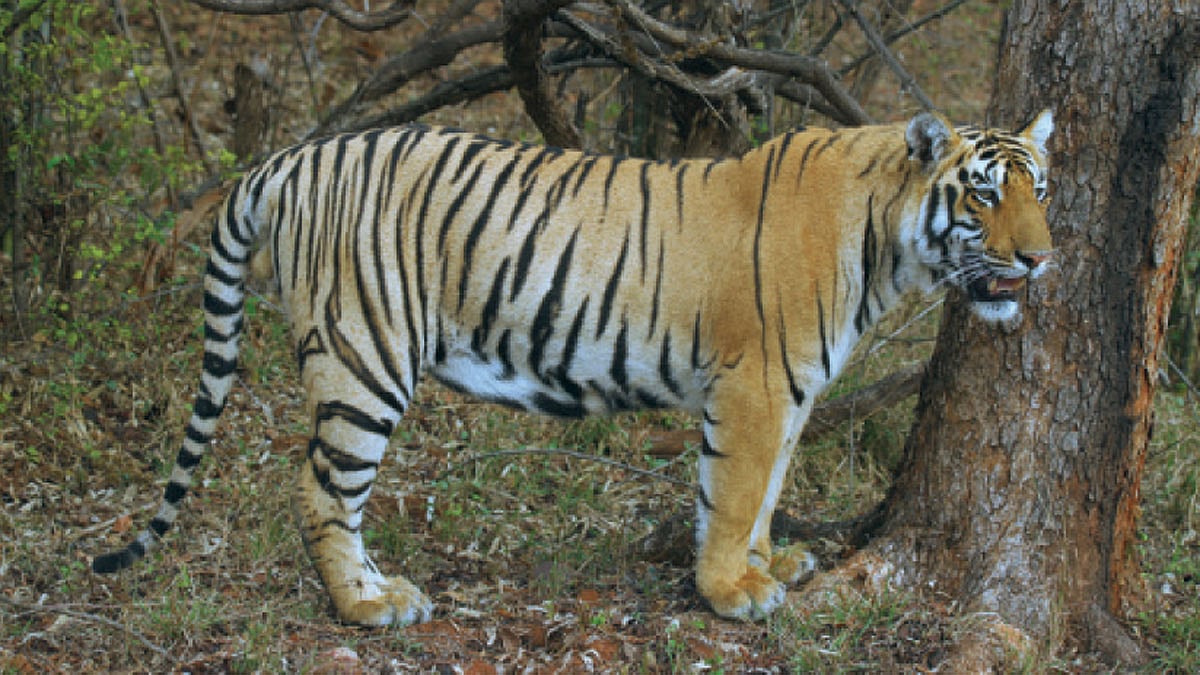 मामा-भांजा tadoba andhari tiger project