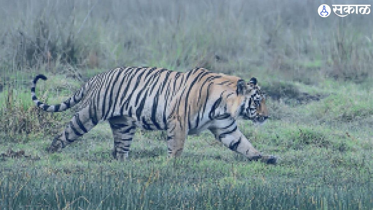 छोटा दढीयल |southern part of Tadoba Tiger Reserve Chota Dadiyal tiger ...