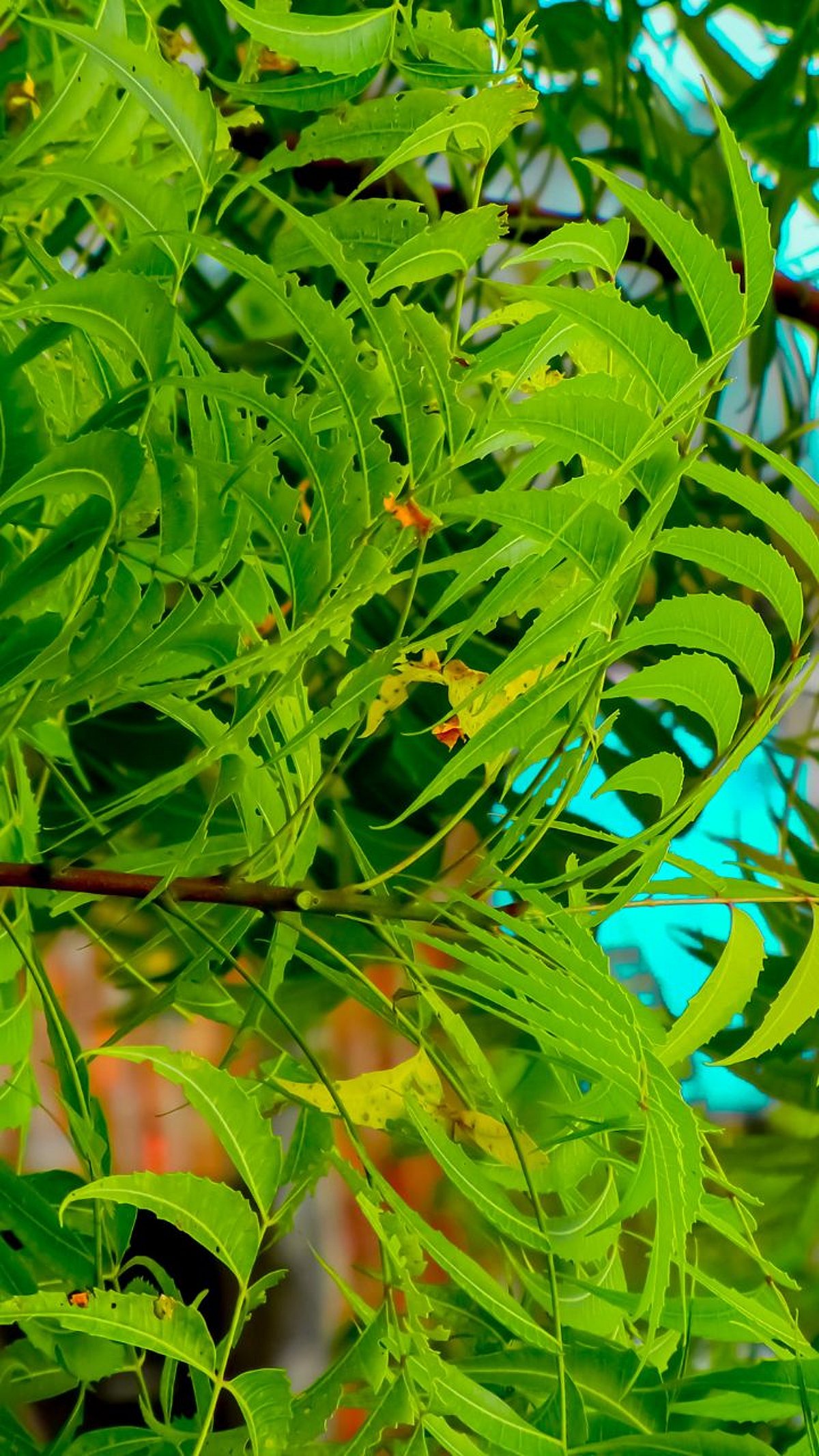 benefits of worshipping neem tree according vastu tips | Sakal