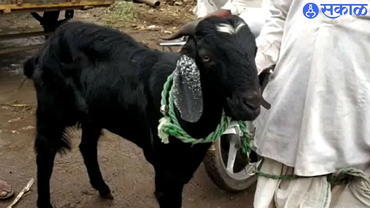 Dhule News : अपेक्षित रक्कम न मिळाल्याने विक्री बाजारातून बोकड माघारी ...