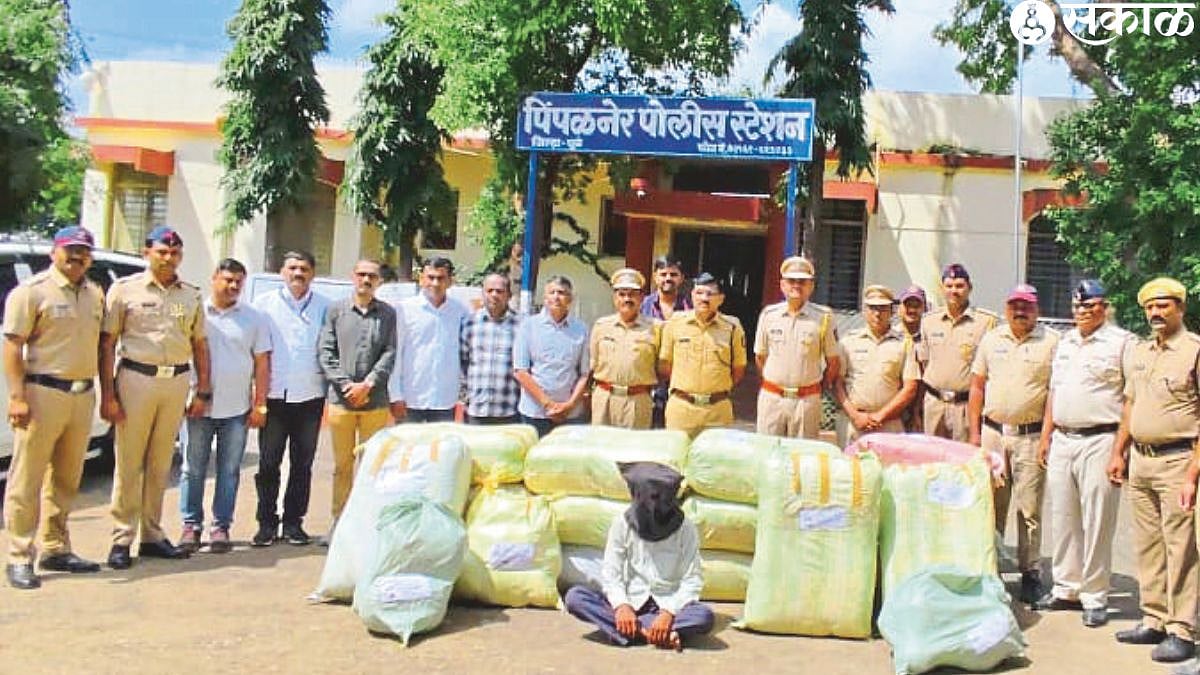 Dhule Crime : पिंपळनेरला एक कोटीचा गांजा जप्त; ग्रामीण पोलिस, स्थानिक ...