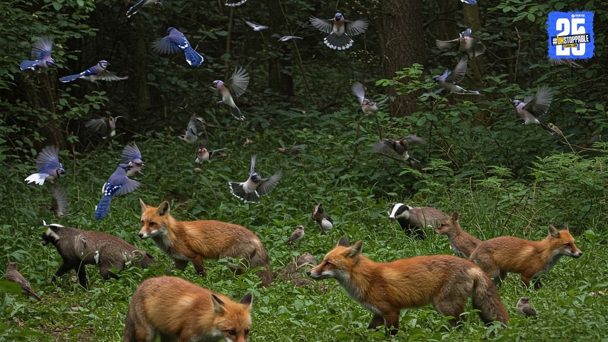 Trap Camera: ट्रॅप कॅमेऱ्याच्या मदतीने टिपली कोल्ह्यांची झुंड, आढळले ४५ ...