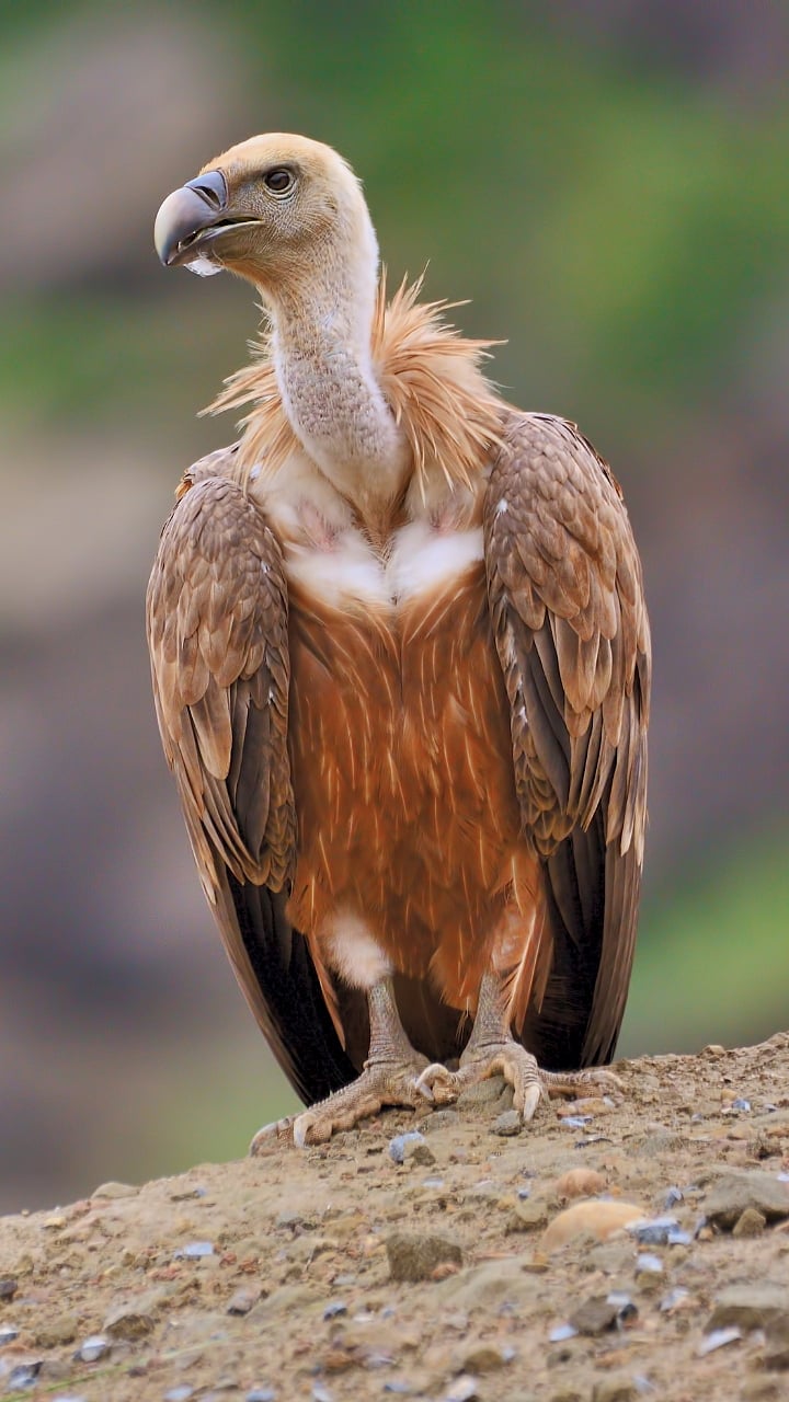 गिधाडांची घटती संख्या का ठरतेय धोकादायक?|vulture bird features ...