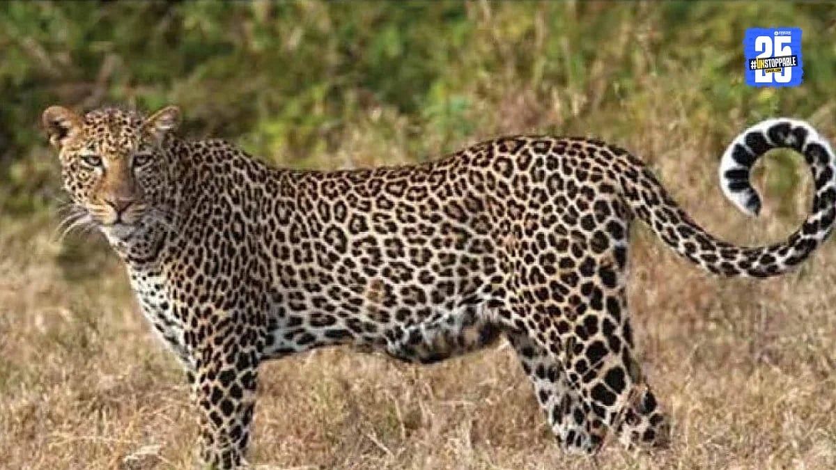 नांदेड बिबट्या दर्शन: वडेपुरी शिवारात बिबट्याचे दर्शन, वन विभागाची ...