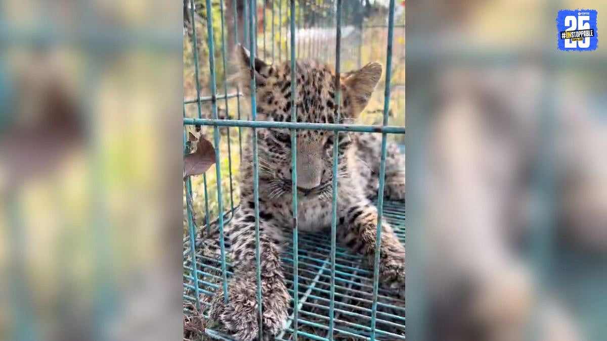 Leopard Cub Rescue, Bhandara Forest, Wildlife Reunification Leopard Cub ...