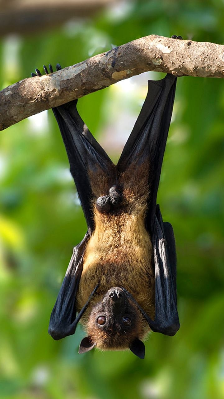 Why Bats Hang Upside Down : उलटे लटकूनही वटवाघळे खाली का पडत नाहीत ...