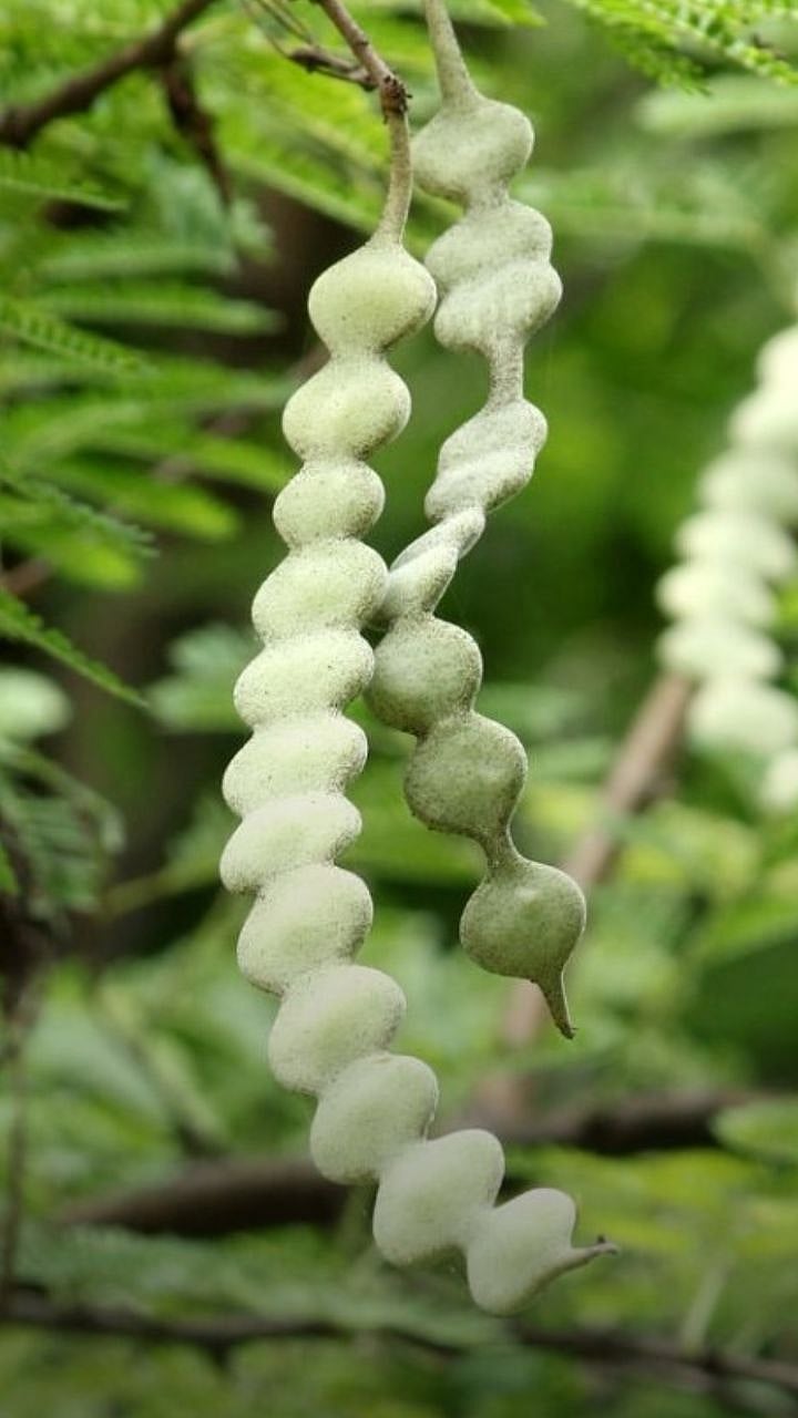 benefits of Babool pods for male health naturally महागड्या औषधांना करा ...