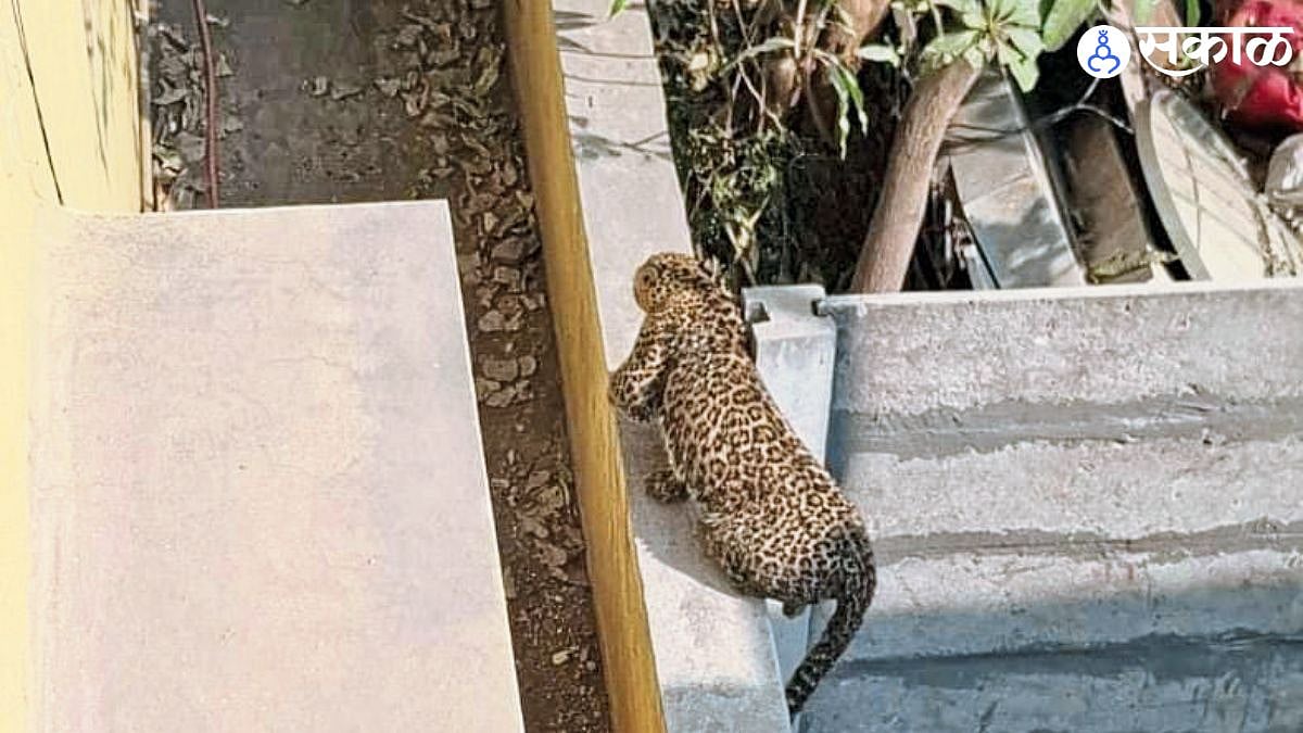 Ahmednagar leopard: भिंगारमध्ये बिबट्याची धावपळ, बाथरूममध्ये फसला ...