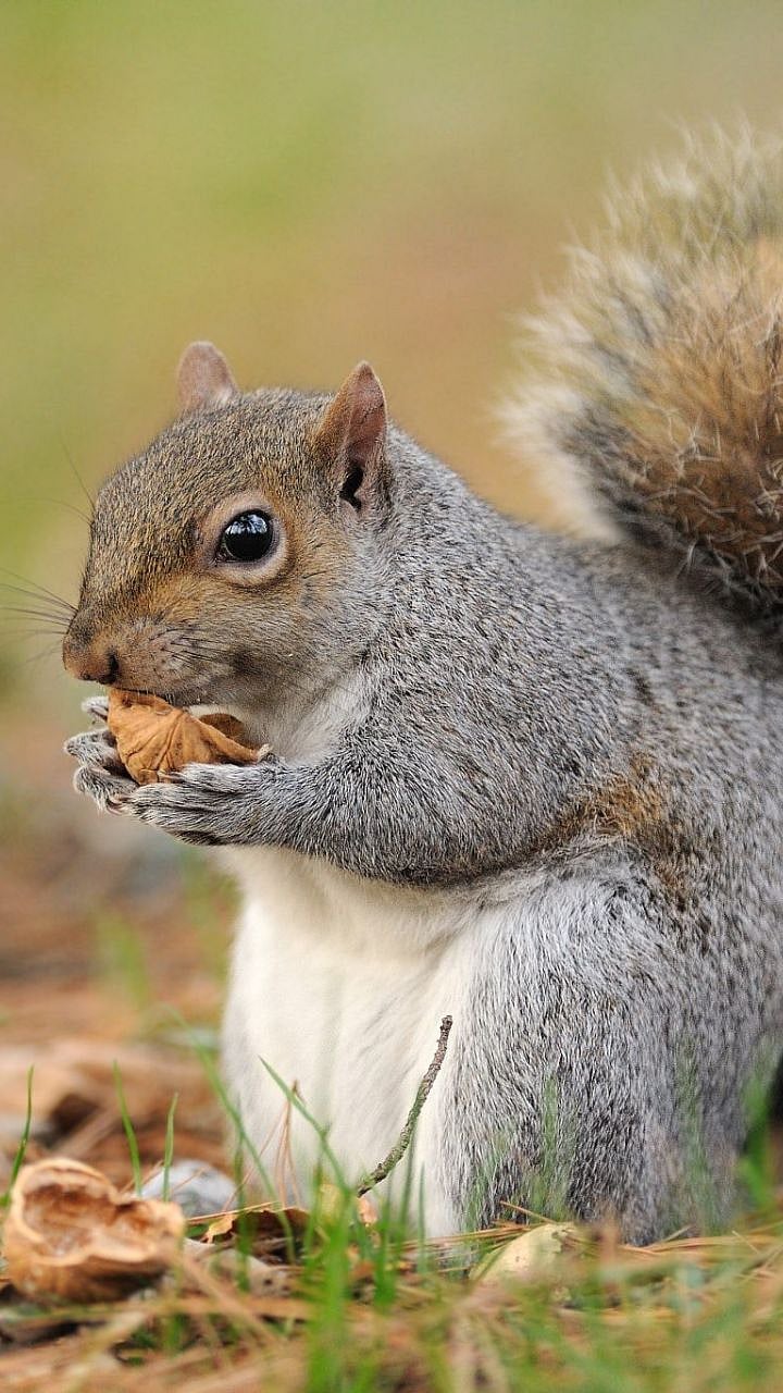 How long are Squirrels Pregnant : एका वर्षात 'इतक्या' वेळा खारुताई ...