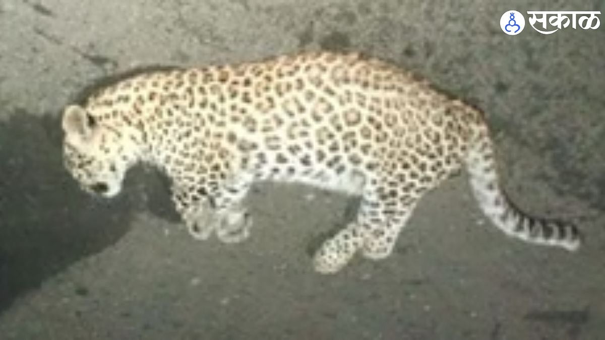 leopard Death: कऱ्हाड-चांदोली मार्गावर बिबट्याचा अपघाती मृत्यू. Leopard ...